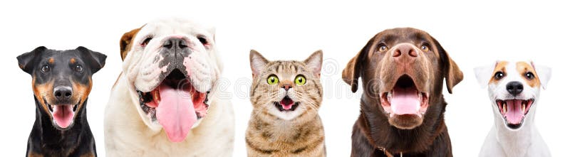 Portrait of five cute funny pets