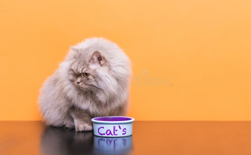 Portrait of a fluffy cat that eats pet food on a orange background