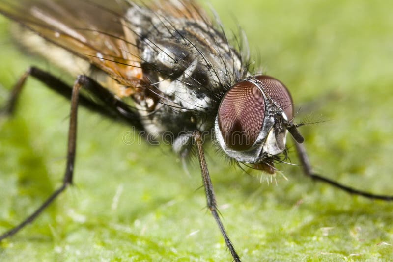 Portrait of a fly