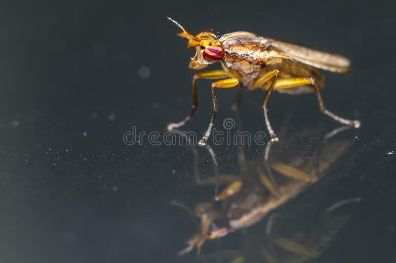 Portrait of a fly