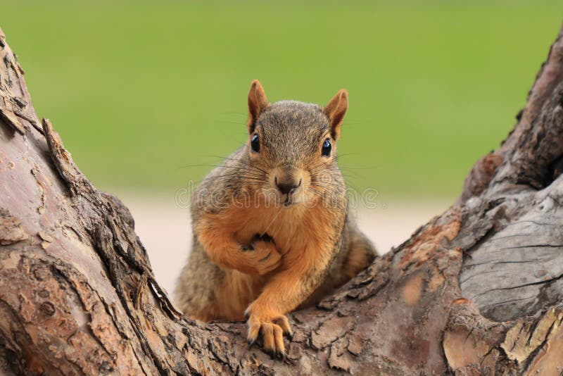 Portrait of fox squirrel Sciurus niger sitting on branch isolated on green. Squirrel holds foreleg with nut on chest.