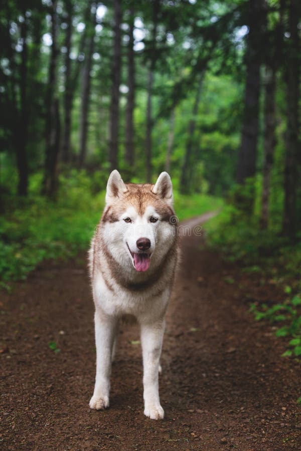 Portrait of free dog breed siberian husky standing in the green forest and looks like a wolf