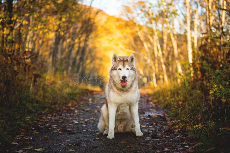 Portrait of free and gorgeous Siberian Husky dog sitting in the bright enchanting golden fall forest