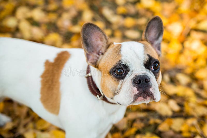 Portrait of a French Bulldog Ginger and White Color Against the ...
