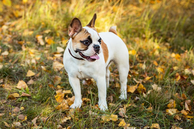 Portrait of a French Bulldog Ginger and White Color Against the ...