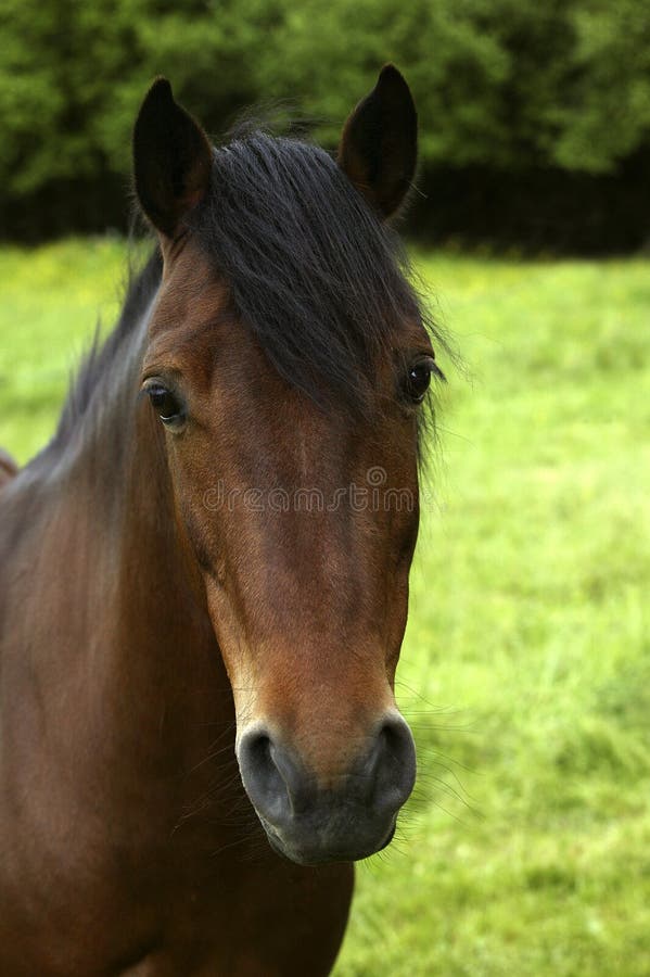 French Saddle Horse stock image. Image of nature, equestrian 6671867