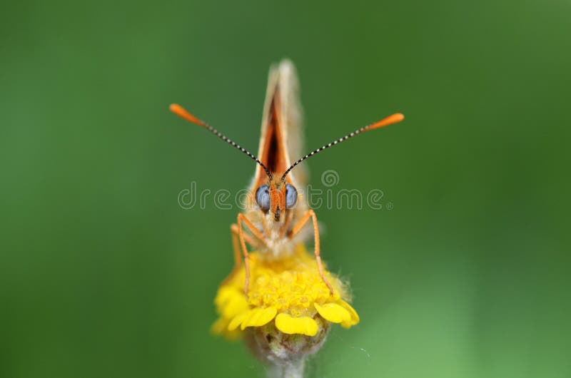 Portrait of The Freyer`s fritillary butterfly , Melitaea arduinna