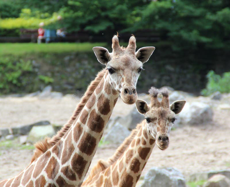 Portrait Friendly Big Giraffe and Small Giraffe Stock Image - Image of