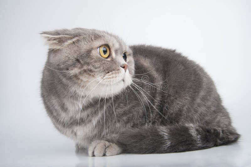 Premium Photo  Portrait photo of scottish fold cat with annoying or angry  face.