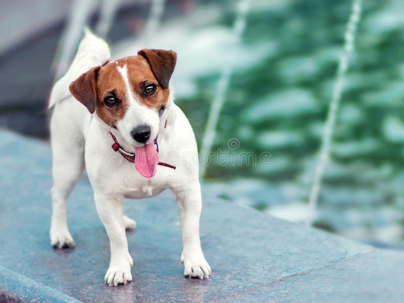 Portrait of front of cute happy smiling small white and brown dog jack russel terrier standing on city fountain with long tongue o