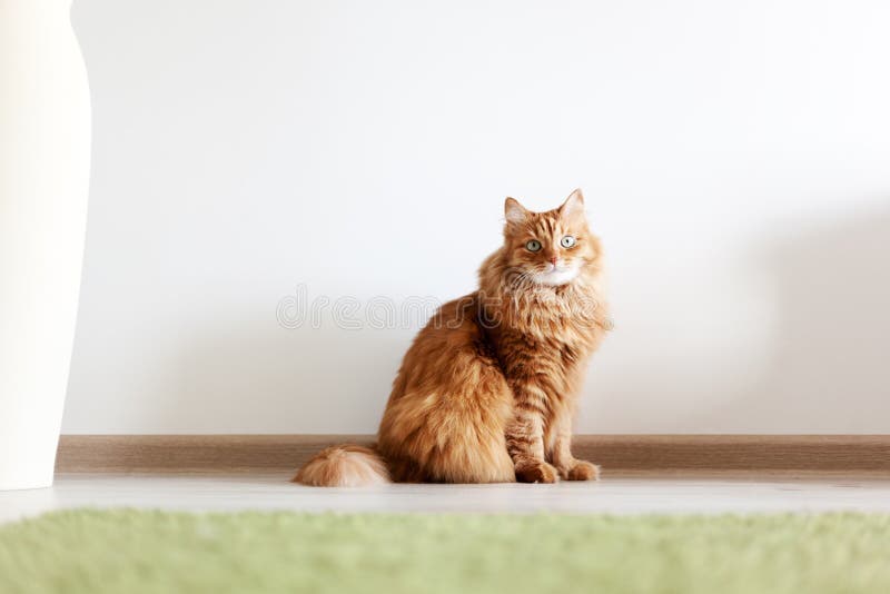 Portrait of a funny beautiful red fluffy cat with green eyes in stock photos Portrait of a funny beautiful red fluffy cat with green eyes in stock photos