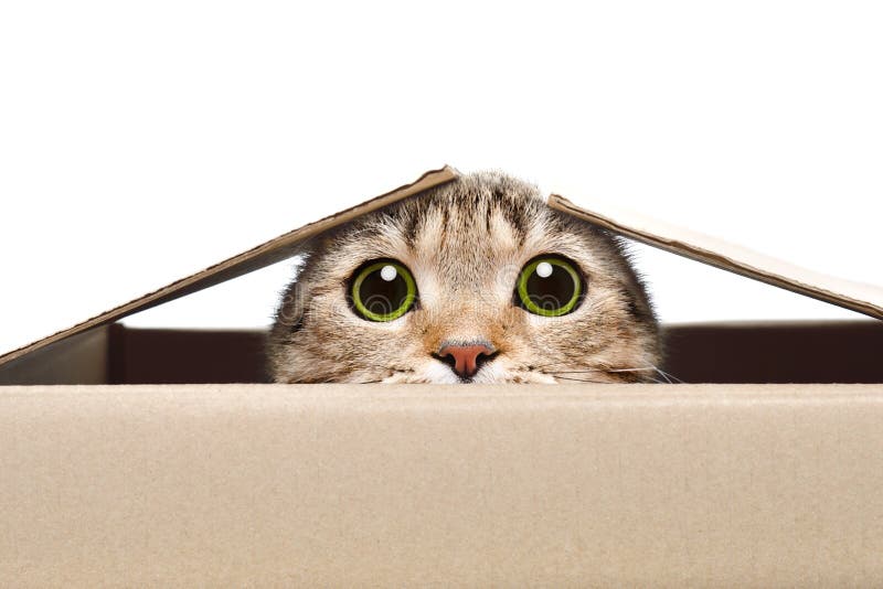 Portrait of a Funny Cat Looking Out of the Box Stock Image - Image of  container, domestic: 121112695