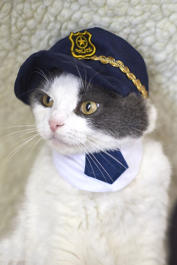 Portrait of a Funny Cat in a Police Hat and Tie Stock Photo - Image of  constable, kitten: 178698814