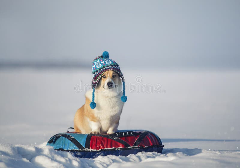 https://thumbs.dreamstime.com/b/portrait-funny-corgi-dog-puppy-knitted-hat-sitting-snow-slide-bun-riding-winter-park-207731873.jpg