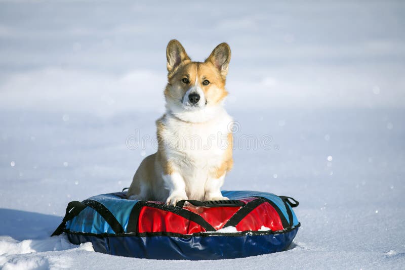 https://thumbs.dreamstime.com/b/portrait-funny-corgi-dog-puppy-sits-snow-slide-bun-rides-winter-park-207731857.jpg