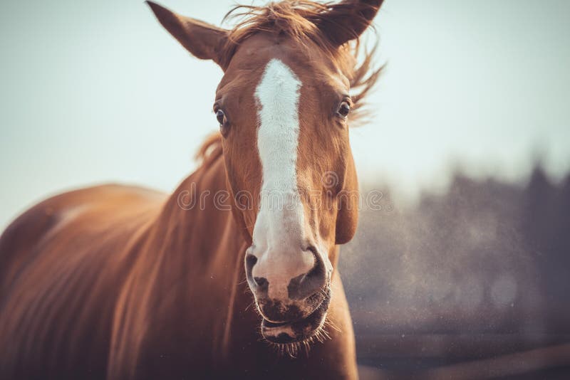 Funny crazy chestnut budyonny gelding horse during shaking head in spring daytime stock images