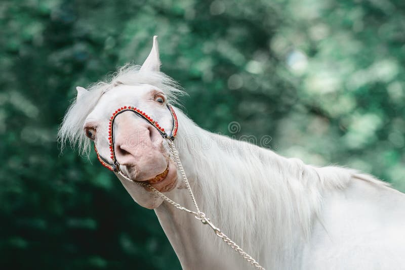 Portrait of funny crazy isabelline horse stock image