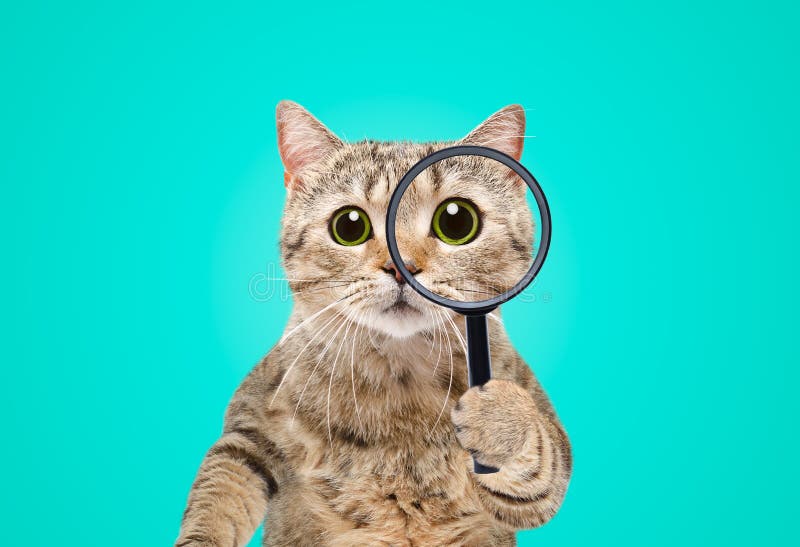 Portrait of a funny curious cat looking through a magnifying glass