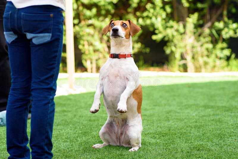 Portrait Funny Dog sitting on hind legs begging with eyes in praying gaze. stock image Portrait Funny Dog sitting on hind legs begging with eyes in praying gaze. stock image