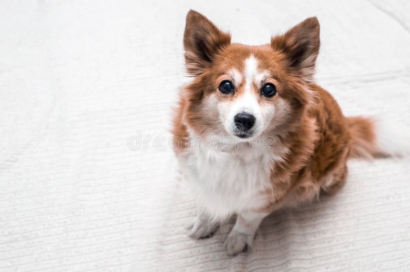 Portrait of a Funny Dog with a Yellow Toothbrush Closeup. Vertical