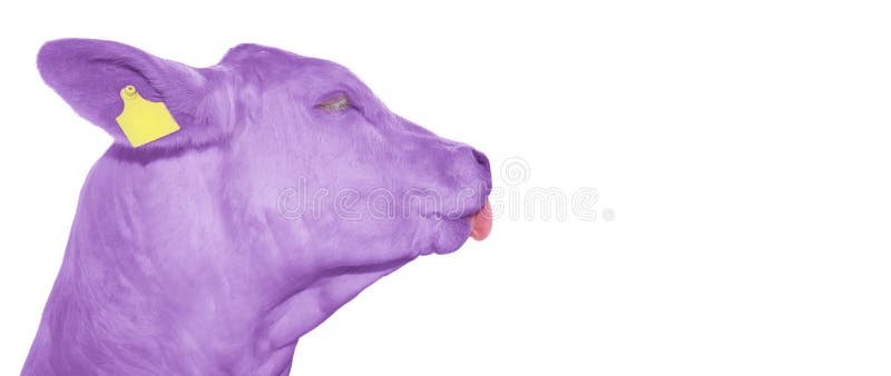 Portrait of funny purple cow