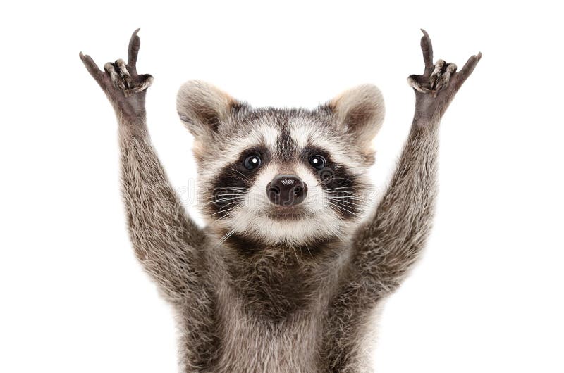 Portrait of a funny raccoon showing a rock gesture stock photography Portrait of a funny raccoon showing a rock gesture stock photography