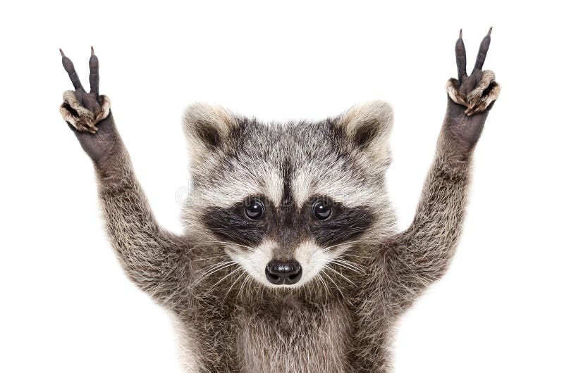 Portrait of a funny raccoon, showing a sign peace royalty free stock photo Portrait of a funny raccoon, showing a sign peace royalty free stock photo