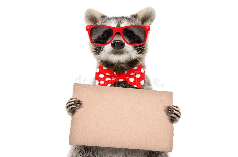 Portrait of a funny raccoon in sunglasses and bow with banner in paws stock photos Portrait of a funny raccoon in sunglasses and bow with banner in paws stock photos