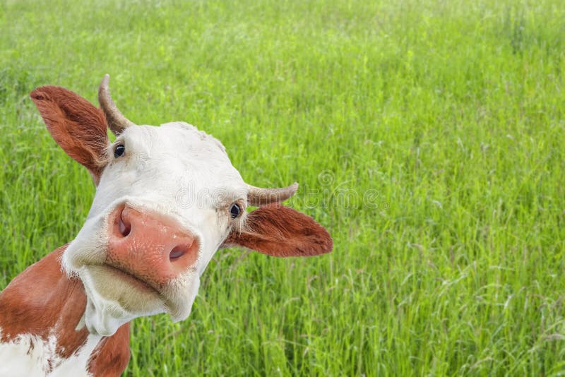 The portrait of funny red spotted cow with big snout on the background of green field