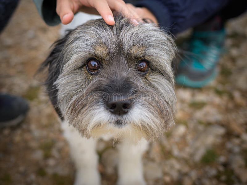 Portrait of a Funny Small Grey Dog Stock Image Image of flower