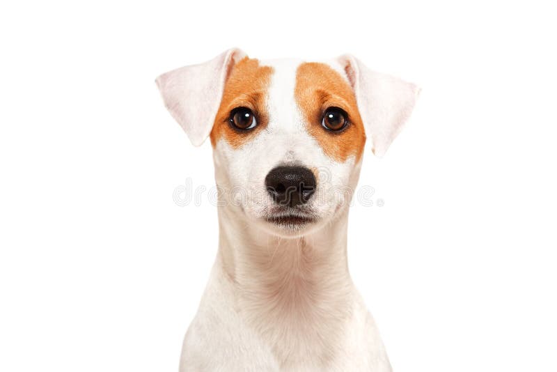 Portrait of funny young dog breed Parson Russel Terrier. Closeup, isolated on white background stock image Portrait of funny young dog breed Parson Russel Terrier. Closeup, isolated on white background stock image