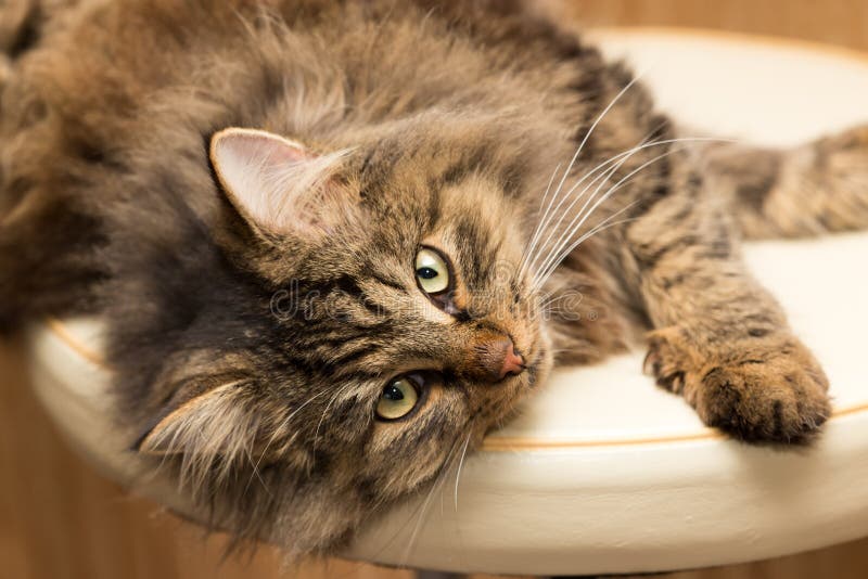 Portrait of a Furry Cat Maine Coon Stock Photo - Image of portrait ...