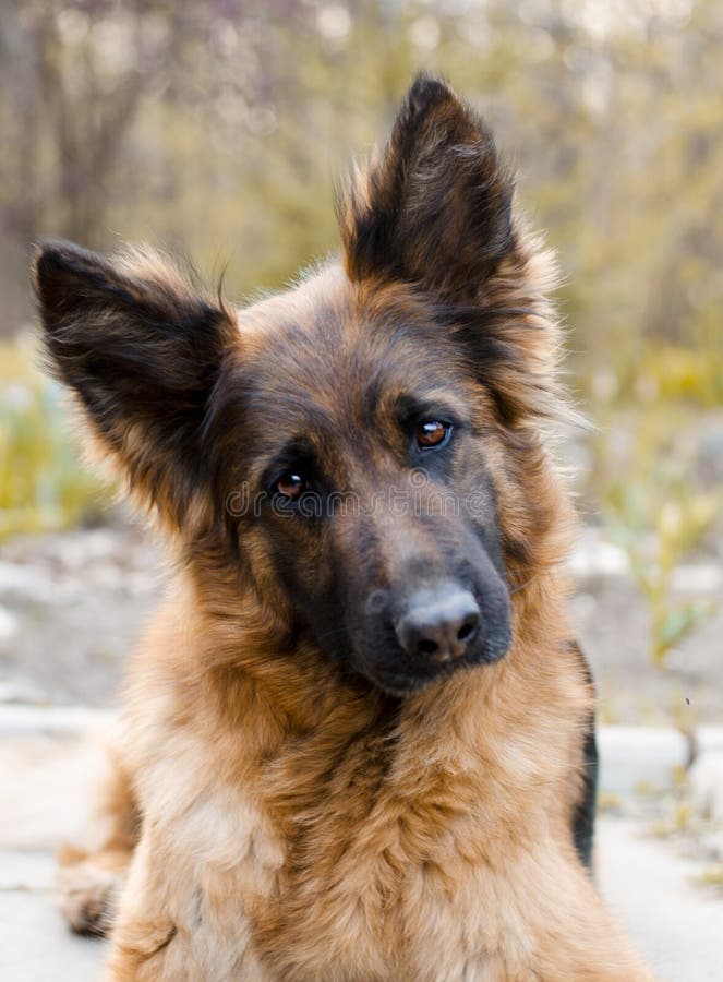 Portrait of German Shepherd dog. Photo of Dog`s head