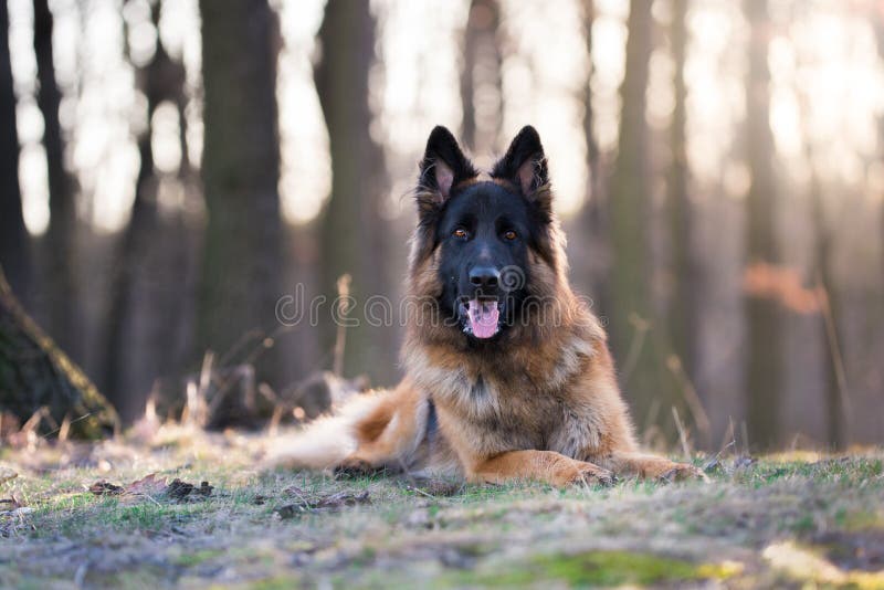 Portrait of German Shepherd Dog in Spring Morning Sun Stock Photo - Image of closeup, portrait: 113965026 Portrait of German Shepherd Dog in Spring Morning Sun Stock Photo - Image of closeup, portrait: 113965026