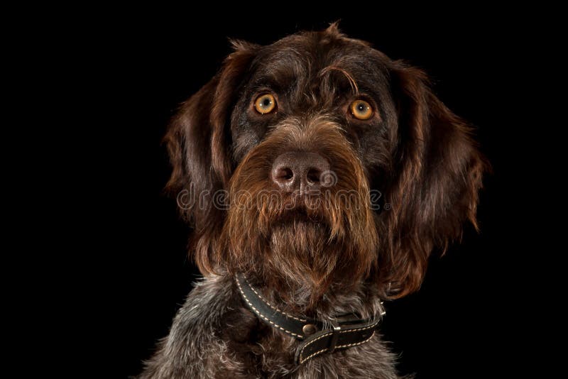 German wirehaired pointer on black stock image