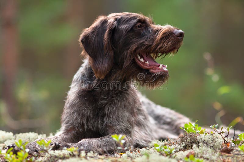Portrait of german wirehaired pointer royalty free stock image