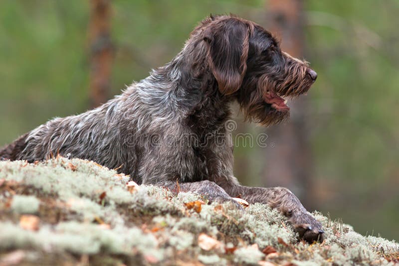 Portrait of german wirehaired pointer outdoors stock photos