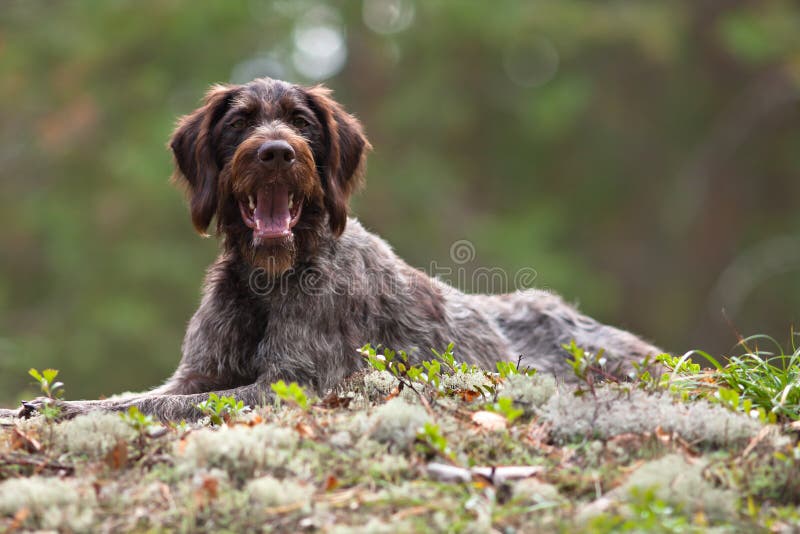German wirehaired pointer royalty free stock images