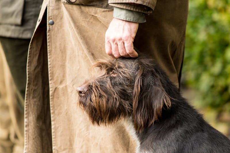 Portrait of a German wirehaired pointer stock photography