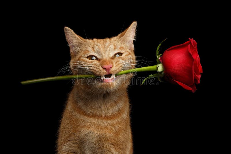 portrait-ginger-cat-brought-rose-as-gift-close-up-lover-flower-mouth-smile-isolated-black-background-front-view-85279087.jpg
