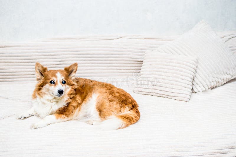 Portrait of a Ginger Dog on a Bed with Pillows Closeup Stock Image