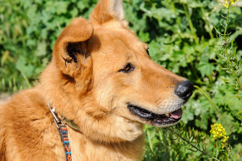 Portrait of Ginger Dog Looking Away Stock Photo Image of adorable