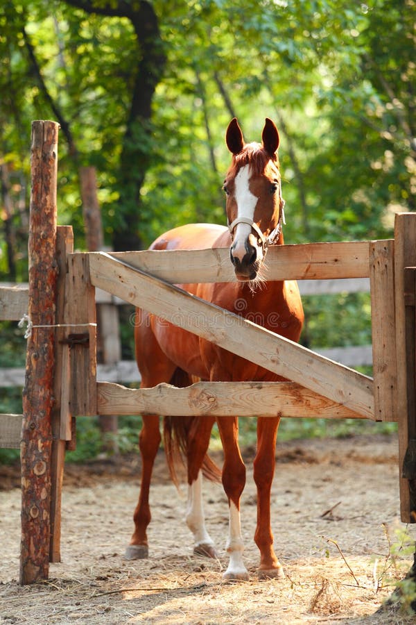 Ginger horse eating grass stock photo. Image of mammal 20082930