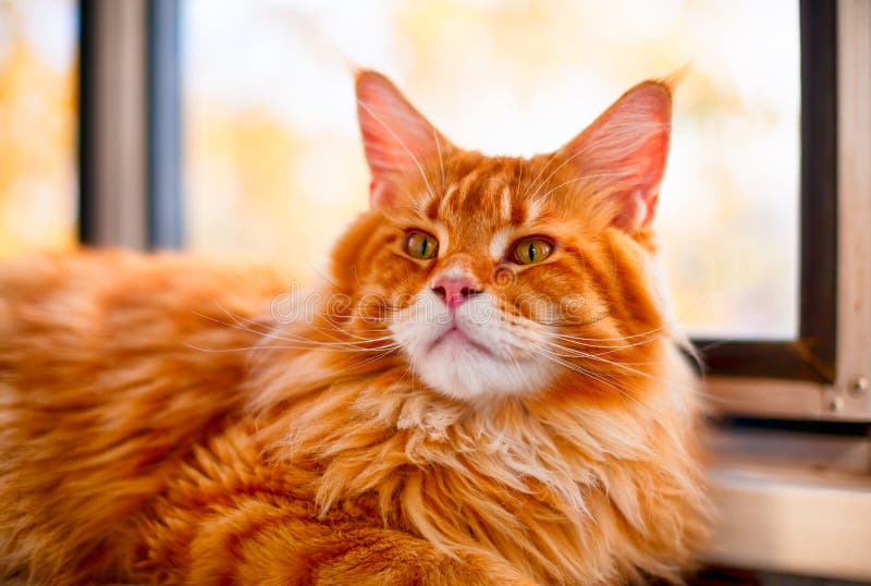 Portrait of Ginger Maine Coon Cat Near Window Stock Photo Image of