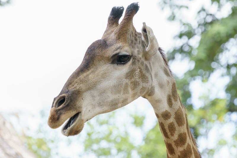 Portrait of a Giraffe with Long Neck and Funny Head Stock Image - Image of  frame, animals: 104601889