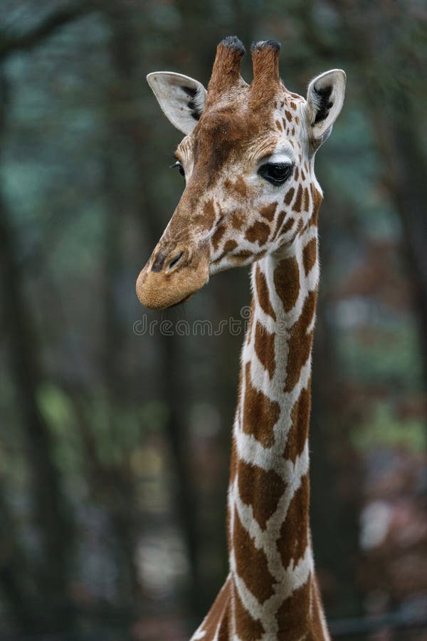 Giraffe stock photo. Image of head, herbivore, closeup 269686888