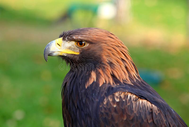 Portrait of a Golden Eagle (Aquila chrysaetos)