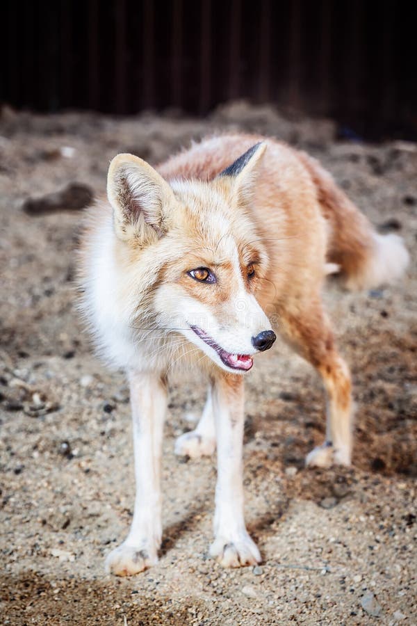 Portrait of golden fox stock image. Image of hunter - 120284109