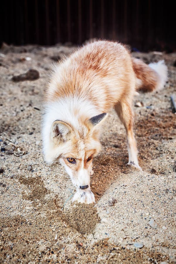 Portrait of golden fox stock photo. Image of funny, animals - 120284136