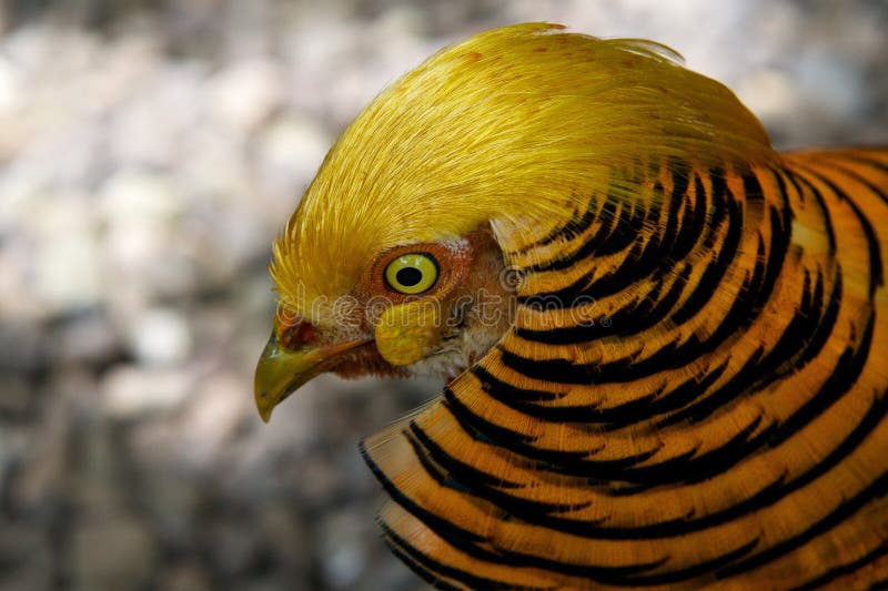 Portrait of Golden pheasant bird, One golden pheasant close up, wild golden pheasant in the nature close up, tropical colorful bir